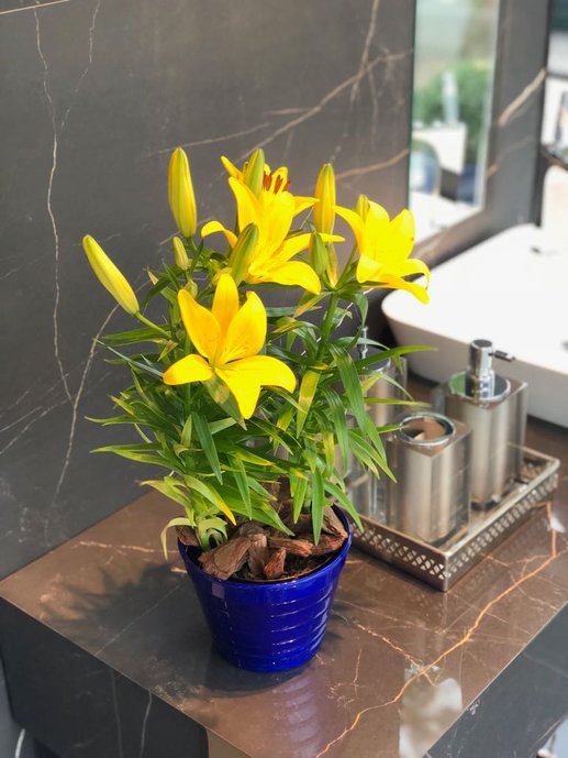 Flores, vaso.
