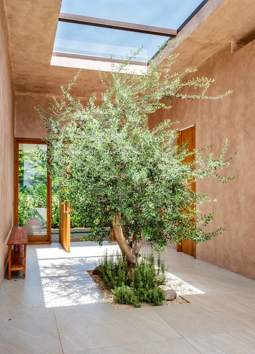 Árvore dentro de casa; biofilia