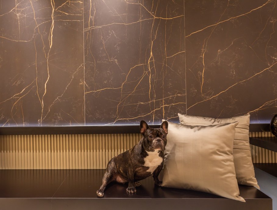 Painel - cachorro dog