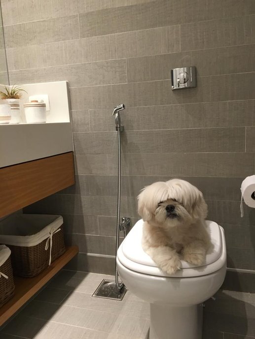 Banheiro suíte / cachorro modelo